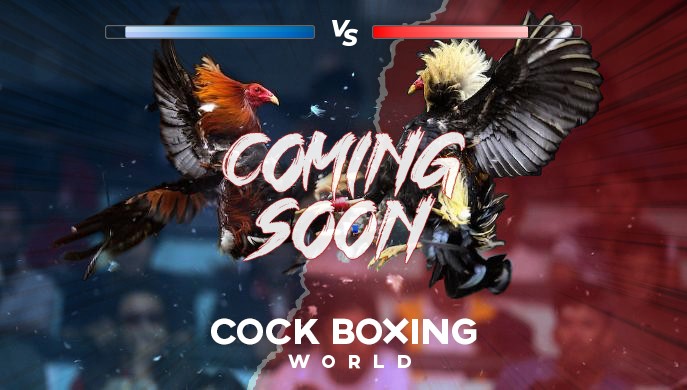 Cock Boxing World